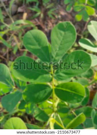 unfocused symmetrical wild leaves that are similar to clover leaves