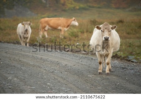 cows graze in a meadow