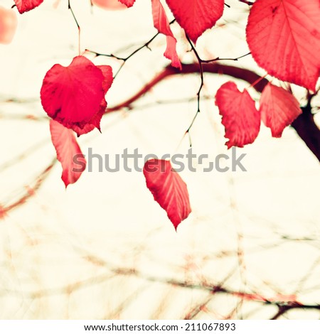 Pink coral autumn leafs over sepia vintage background 