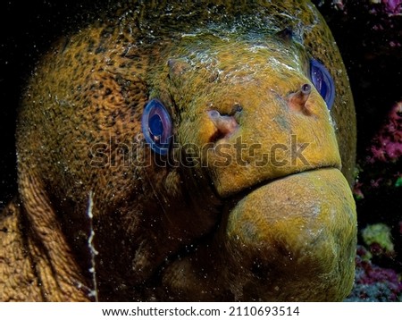 Dirty head of Javanese moray (Gymnothorax javanicus) coming out of its coral hole. Picture taken during a night dive in Tahiti.