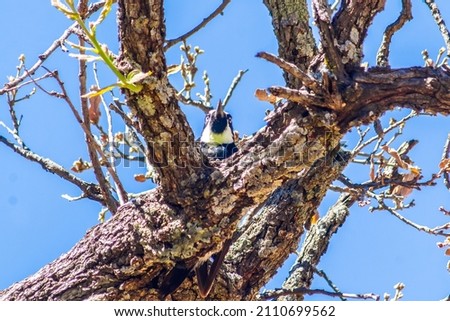 acorn woodpecker in tree with the face over blue sky in the background horizontal picture 