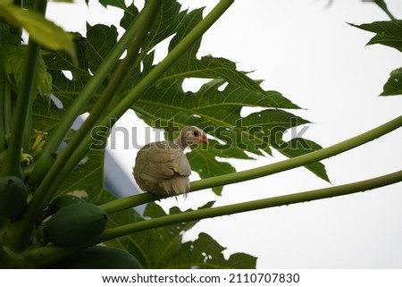 A Guinea fowl chick sitting in a tree Royalty-Free Stock Photo #2110707830