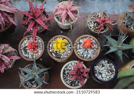 various ornamental plants in small pots arranged on the table