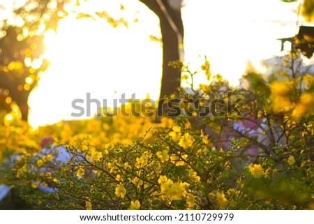 Close-up of yellow Ochna integerrima in the sunset sun in springtime lunar new year