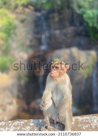 Wildlife photography Monkey’s single picture