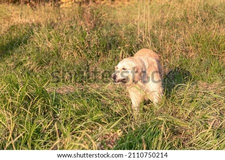 A golden retriever runs through an autumn meadow. Autumn in the forest. Selective focus on a pet, blurred background