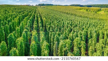 Bavarian Holledau hop field at top view before harvesting phase Royalty-Free Stock Photo #2110760567