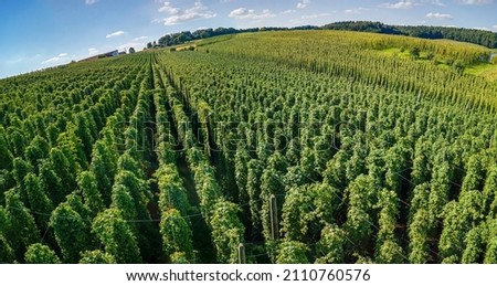 Bavarian Holledau hop field at top view before harvesting phase Royalty-Free Stock Photo #2110760576