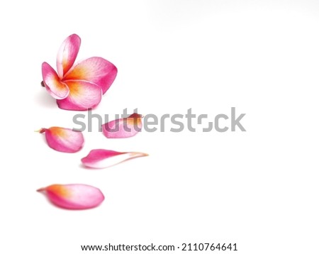 Picture of Plumeria on a white background.