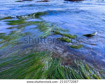 Sea grass in cold sea water of California