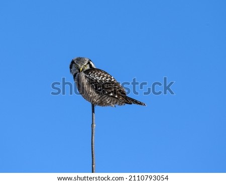 Northern Hawk Owl Perched on Top of the Tree on Blue Sky