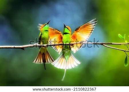 colorful birds conversation with dansing action. Selective focus, selective focus on subject, background blur are include in this picture.  Royalty-Free Stock Photo #2110822367