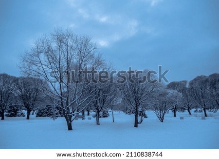 panorama in the park in winter