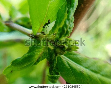 out of focus photo, small insects perched on leaves