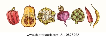 Vegetables collection in engraving style. Vector Hand Drawn. Sketch Botanical Illustration. Eco healthy food. Superfood. Line art pepper, pumpkin, cauliflower, beetroot, artichoke, chili pepper Royalty-Free Stock Photo #2110875992
