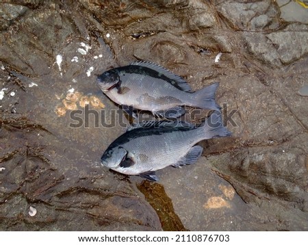 Popular saltwater rock fishing target "Mejina” fish body on the rocky background.