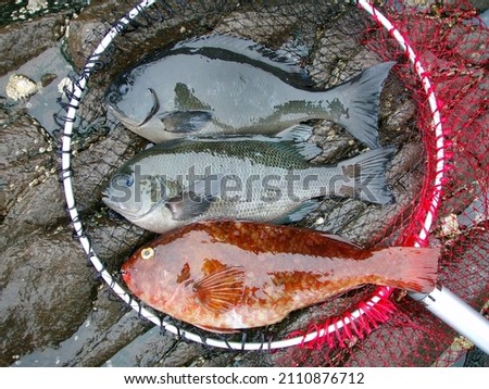 Japanese most popular fishing target saltwater fish “ONAGA-MEJINA”