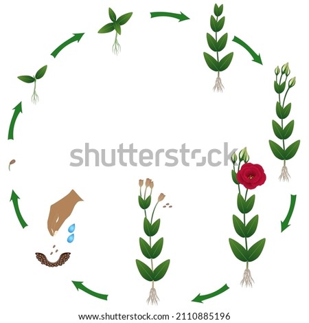 Life cycle of a eustoma plant on a white background.