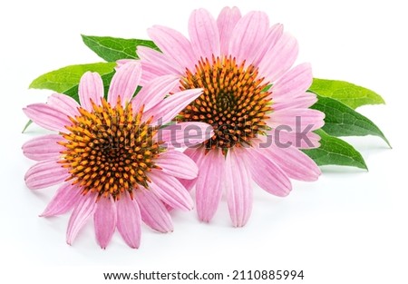 Blooming coneflower heads or echinacea flower isolated on white background close-up.  Royalty-Free Stock Photo #2110885994