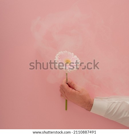 valentines fresh white gerber in man hand against coral pink background and smoke. adorable creative love natural valentines day decoration on the table with copyspace. minimal flatlay