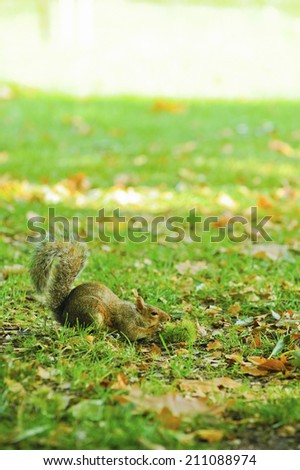A Squirrel In The Green Park
