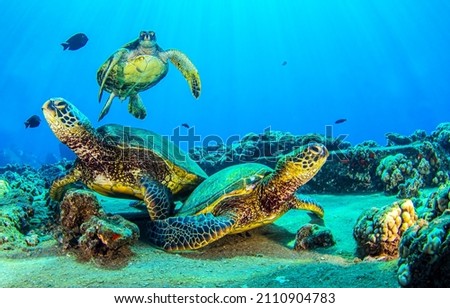 Sea turtles underwater on the seabed. Underwater seabed sea turtles. Sea turtles underwater. Underwater sea turtles on seabed Royalty-Free Stock Photo #2110904783