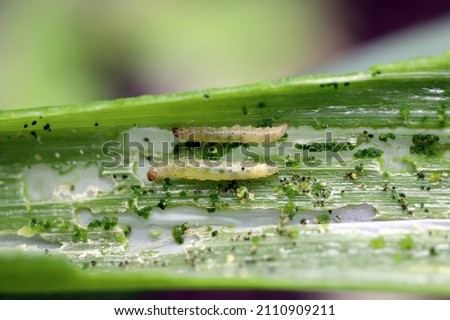 Caterpillars of leek moth or onion leaf miner Acrolepia assectella family Acrolepiidae. It is Invasive species a pest of leek crops. Larvae feed on Allium plants by mining into the leaves or bulbs Royalty-Free Stock Photo #2110909211