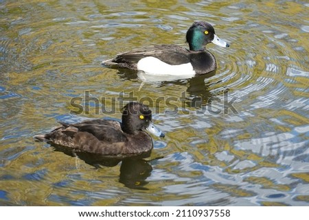 A male mallard duck with a green head, and an all black female tufted duck, swimming in a pond.  Image has copy space.