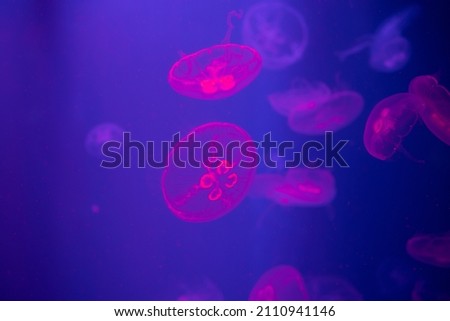 Abstraction of a blue jellyfish on a black background