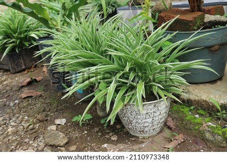 Green paris lilies with white stripes in a white pot on a land