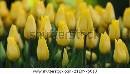 Spring blossoming yellow tulips, bokeh flower background with selective focus, pastel and soft floral card large format