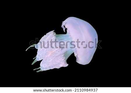 Purple jellyfish (Chrysaora colorata) isolated on black background