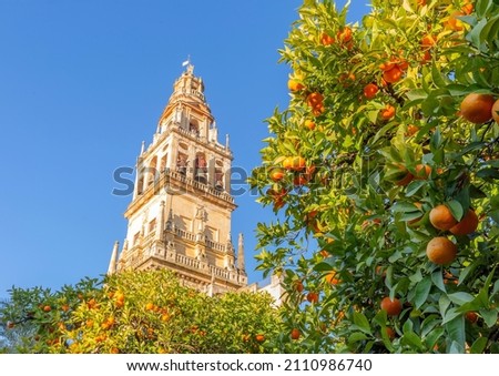 Giralda and orange tree courtyard, It's the name given to the bell tower of the Cathedral of Santa Maria de la Sede of the city of Seville, in Andalusia, Spain. Royalty-Free Stock Photo #2110986740