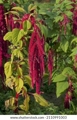 Love-lies-bleeding (Amaranthus caudatus) in garden Royalty-Free Stock Photo #2110991003