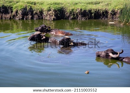 Pictures of buffalo in farm from Turkey