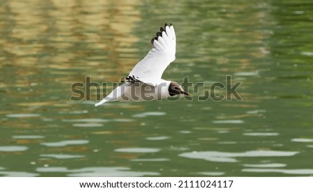 different flying Birds in the river 