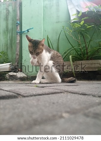 Defocused abstract background of cat