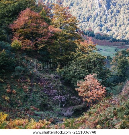 Tree in autumn landscape, Spain