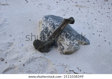 An animal bone thrown out of the water ashore, which lies on a dark stone on a sandy beach. Kremenchug reservoir, Kirovohrad region, Ukraine