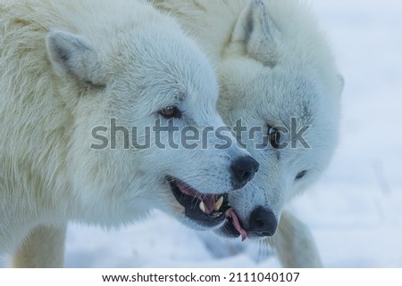 Arctic wolf (Canis lupus arctos) two individuals nibbling on each other's paws
