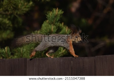 Squirrel walks along the fence, fluffy eared squirrel 