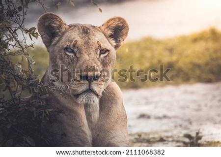 Close-up of a female lion near a creek. Original public domain image from Wikimedia Commons