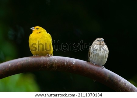 Saffron Finch couple singing together in the morning.