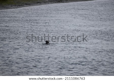 Sea otter swimming in the harbor
