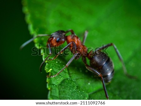 Best ant macro picture in nature 