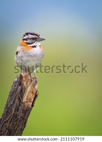 Beautiful rufous-collared sparrow perched on a log in the middle of the field.