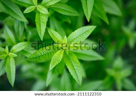 Fresh leaves of a fragrant lemon verbena plant growing in a garden, used as a medicinal and culinary herb, and also in teas and for its essential oils Royalty-Free Stock Photo #2111122310