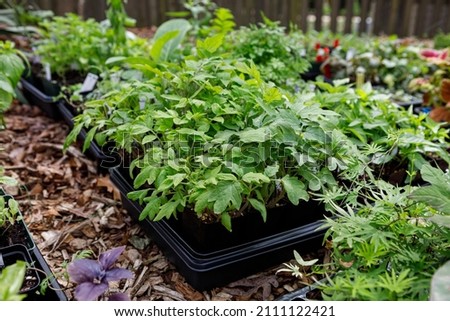 Trays of plant and flower seedlings started indoors outside in the process of hardening off in spring in a home garden. Collection includes a variety of tomato and basil seedlings. Royalty-Free Stock Photo #2111122421