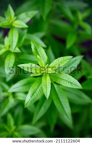 Fresh leaves of a fragrant lemon verbena plant growing in a garden, used as a medicinal and culinary herb, and also in teas and for its essential oils Royalty-Free Stock Photo #2111122604