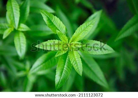 Fresh leaves of a fragrant lemon verbena plant growing in a garden, used as a medicinal and culinary herb, and also in teas and for its essential oils Royalty-Free Stock Photo #2111123072